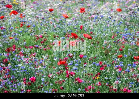 Rote blaue Blumen Wiese Roter Mohn gemischt blumiges Feld Blaues Feld Kornblumen Bachelors Buttons Centaurea Cyanus Juli Mischung Pflanzen blühenden Sommer Stockfoto