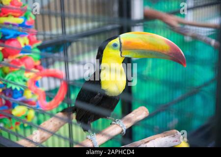 Nahaufnahme des Porträts eines wunderschönen indischen Hornbilds, eines farbenfrohen tropischen Vogels, Eines Verwundbaren Tierspezials aus Asien - Bild Stockfoto