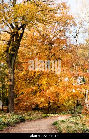 Herbstbäume in voller Herbstfarbe in englischen Waldland Trentham Gardens Staffordshire England Großbritannien Stockfoto