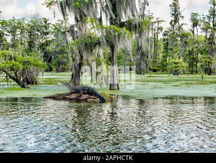 Krokodil an einem Baumstamm im Lake Martin, Louisiana, USA Stockfoto