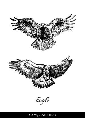 Paaradler mit Vorderansicht, mit Aufschrift, handgezeichneter Dottel, Skizze im Vintage-Tiefdruckstil, Illustration Stockfoto