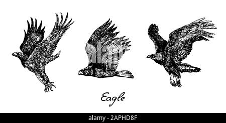 Eagles Flying Side View Set, mit Beschriftung, handgezeichnetes Doodle, Skizze im Vintage-Tiefdruckstil, Illustration Stockfoto