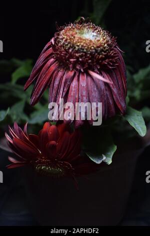 Sterbende rote Gerbera-Blume in der Nacht Stockfoto