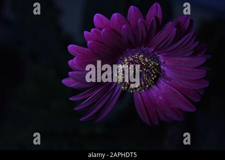 Blühende violette Gerbera in der Nacht Stockfoto