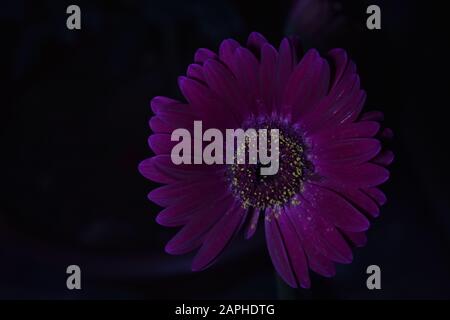 Blühende violette Gerbera in der Nacht Stockfoto