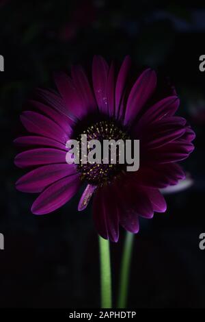 Blühende violette Gerbera in der Nacht Stockfoto