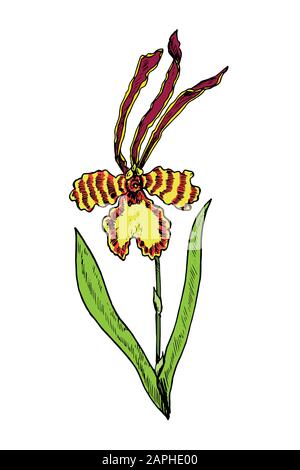 Psychopsis Orchideenblume, Stamm mit Blättern, handgezeichnete bunte Zeichnung, Illustration Stockfoto
