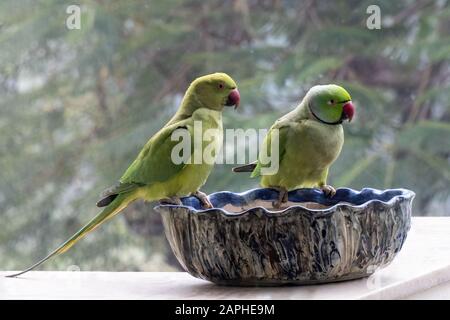 Porträt eines Paares indischer Rose-Ringed-Parakeets oder (Psittacula krameri) Papageien in Neu-Delhi, Indien im Winter Stockfoto