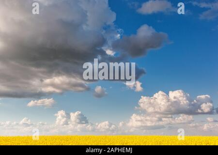 Gelbe Vergewaltigungen Blumen und blauer Himmel mit weißen flauschigen Wolken. Ukraine, Europa. Beauty Welt. Stockfoto