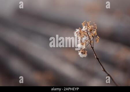 Nahaufnahme der verwelkte Blume auf Feld Stockfoto