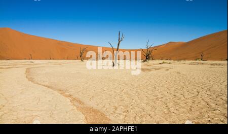 Getrocknete, blättrige Bäume mit schwarzer Rinde auf ausgetrockneten weißen Sandgrund vor einer orangefarbenen Sanddüne bei Deadvlei, Sossusvlei, Namibia Stockfoto