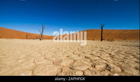 Versteinerte Bäume mit schwarzer Rinde auf ausgetrockneten weißen Sandgrund vor einer orangefarbenen Sanddüne an der Salzpfanne von Deadvlei, Sossusvlei, Namibia Stockfoto