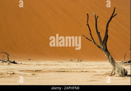 Toter blättriger Baum mit schwarzer Rinde vor einer orangefarbenen Sanddüne bei Deadvlei, Sossusvlei, Namibia Stockfoto