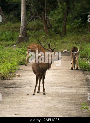 Ein wilder männlicher Hirschbock mit Geweih und zwei weiteren Hirschen auf Wanderwegen. Im CAT Ba National Park, Vietnam, leben 32 Säugetierarten und das Weltnaturerbe Stockfoto