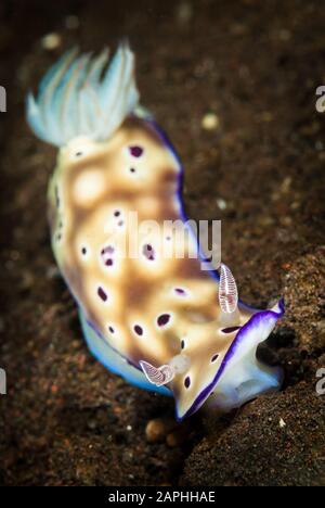Ein exotischer, farbenfroher Nudizweig, der auf dem Dreckboden in Bali, Indonesien, krabbelt. Stockfoto