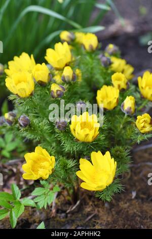 Adonis vernalis ist eine mehrjährige blühende Pflanze Stockfoto
