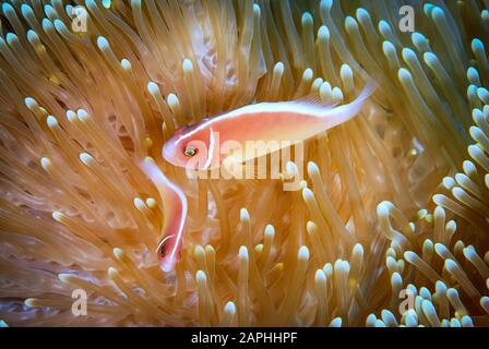 Rosa Anemonenfische suchen Zuflucht in ihrem Anemonennest am Tauchplatz "The Dropoff" in Tulamen, Bali, Indonesien. Stockfoto