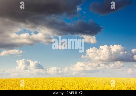 Gelbe Vergewaltigungen Blumen und blauer Himmel mit weißen flauschigen Wolken. Ukraine, Europa. Beauty Welt. Stockfoto