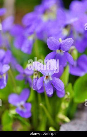 Veilchen Blumen (Viola odorata). Frühlings-Blumen mit Tropfen Tau Stockfoto