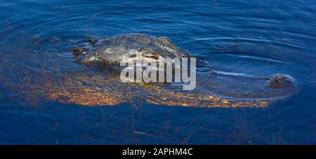 Ein amerikanischer Alligator schwimmt in der Nähe der Kamera in den Florida Everglades. Stockfoto