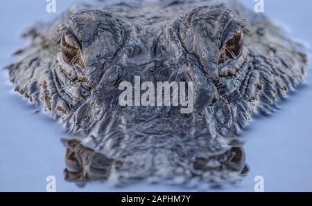 Eine extreme Nahaufnahme eines amerikanischen Alligators im Shark Valley im Everglades National Park. Stockfoto