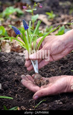 Blaue Muscari-Blumen in den Händen des Gärtners, die für die Anpflanzung vorbereitet wurden. Konzept der Gartenarbeiten im Frühling Stockfoto