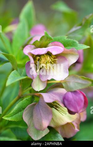 Im Garten blühen wunderschöne rosafarbene Helleborus, Frühlingsblumen Stockfoto