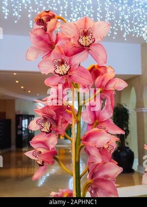 Pink Orchids Cymbidium mit Girlandleuchten auf dem Hintergrund für Valentinstag oder Muttertag oder Frauentag Postkarte oder Hochzeitseinladung Stockfoto