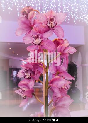 Pink Orchids Cymbidium mit Girlandleuchten auf dem Hintergrund für Valentinstag oder Muttertag oder Frauentag Postkarte oder Hochzeitseinladung Stockfoto