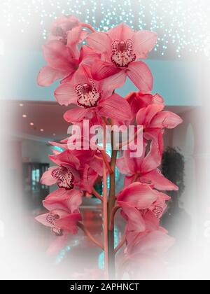 Pink Orchids Cymbidium mit Girlandleuchten auf dem Hintergrund für Valentinstag oder Muttertag oder Frauentag Postkarte oder Hochzeitseinladung Stockfoto