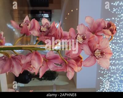 Pink Orchids Cymbidium mit Girlandleuchten auf dem Hintergrund für Valentinstag oder Muttertag oder Frauentag Postkarte oder Hochzeitseinladung Stockfoto