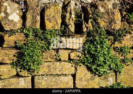 In der Nähe von East Coker, einem Somerset Village in der Nähe von Yeovil Stockfoto