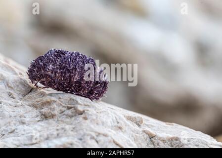 Seeigel auf Felsen in der Nähe von Ocean Hintergrund Stockfoto