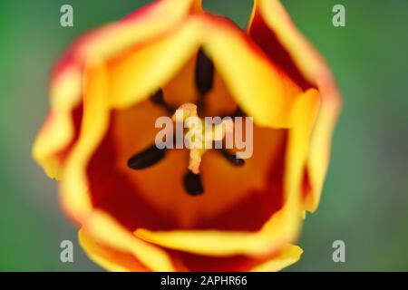 Schöne gelbe Tulpe in der Nähe. Weicher Fokus. Blumenhintergrund in Wasserfarbe Stockfoto