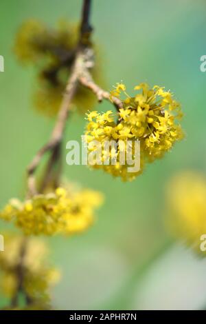 Der Zweig eines blühenden Dogwoods (Cornus mas) im Sonnenlicht. Weicher Fokus Stockfoto