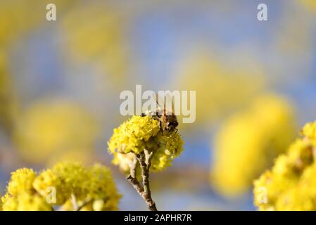 Blühende Dogwoods (Cornus mas), die im Frühjahr von Bienen gegen den klaren blauen Himmel bestäubt wurden Stockfoto