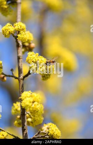 Blühende Dogwoods (Cornus mas), die im Frühjahr von Bienen gegen den klaren blauen Himmel bestäubt wurden Stockfoto