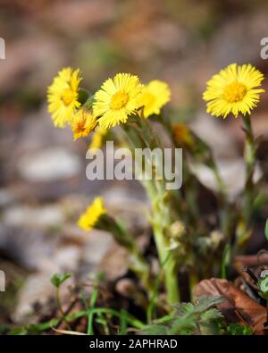 Frühjahr Wald. Die ersten Frühlingsblumen im Wald. Klar, sonnigen Tag