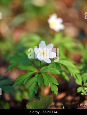 Anemone sylvestris. Erste Frühlingsblumen. Federhintergrund Stockfoto