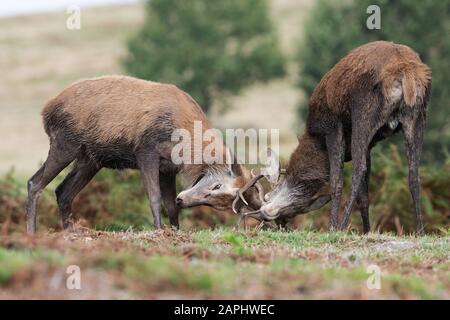 Junge Rote Deer Stags (Cervus elaphus) mit Geweih im Kampf eingeschlossen Stockfoto