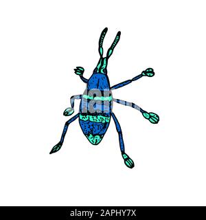 Eupholus magnificus Käfer, Draufsicht, blaue und grüne Streifen, handgezeichnete Skizzendarstellung mit Beschriftung, Element für Design Stockfoto