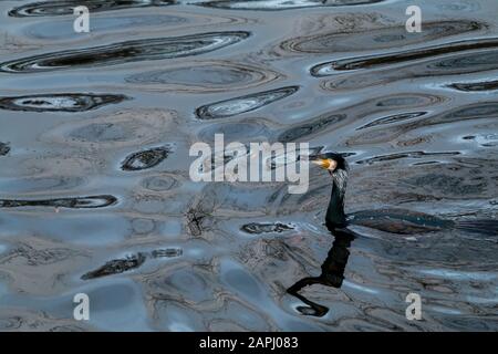 Großer Kormoran, Phalacrocorax carbo, mit Brutgefiederschwimmen im Süßwasser. Stockfoto