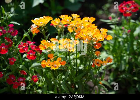 In vielen Farben blüht Nemesien, Sansatia. Diese Blume wurde nach Nemesis benannt, der griechischen Vergeltungsgöttin. Stockfoto