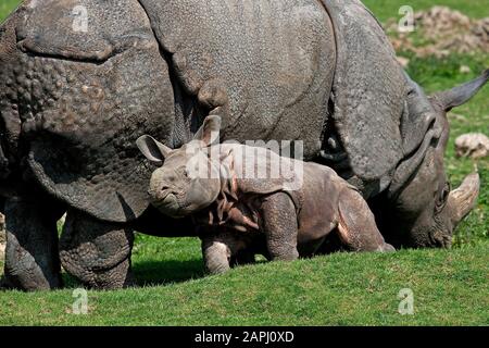 INDISCHE Nashorn Rhinoceros Unicornis, weibliche mit Kalb Stockfoto