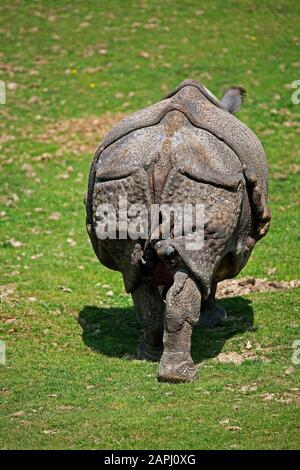 INDISCHE Nashorn Rhinoceros Unicornis, zurück Blick von A weiblich Stockfoto