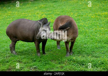 Flachland Tapir Tapirus Terrestris, Weibchen mit Männchen Stockfoto