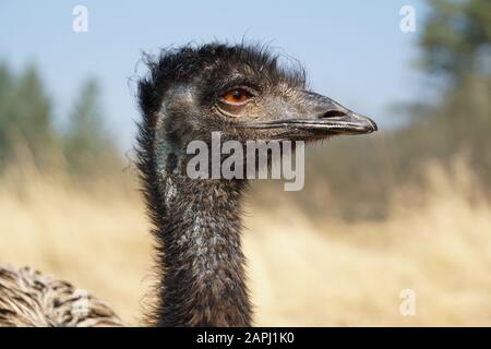 Eine Seitenansicht einer großen emu mit hell bernsteinfarbenen Augen, die in der Ferne abschauen. Stockfoto