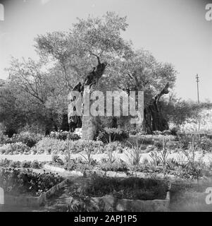Naher Osten 1950-1955: Jerusalem Beschreibung: Der Garten der Kirche der Agonie, auch bekannt als Kirche aller Nationen gegenüber dem Garten von Getsemane Anmerkung: Zum Zeitpunkt der Aufnahme war Jerusalem in Jordanien Datum: 1950 Ort: Jerusalem, Jordan Stichwörter: Bäume, Kirchen, Gärten Stockfoto