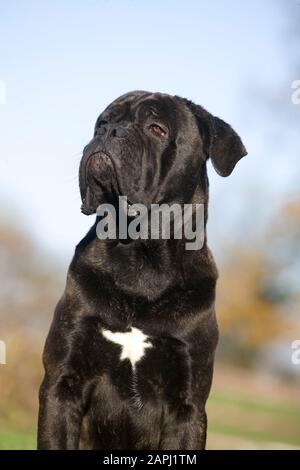 Cane Corso, Hunderasse aus Italien, Porträt von Erwachsenen Stockfoto