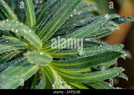 Wassertropfen auf den Blättern eines Spurrs (Euphorbia) Stockfoto